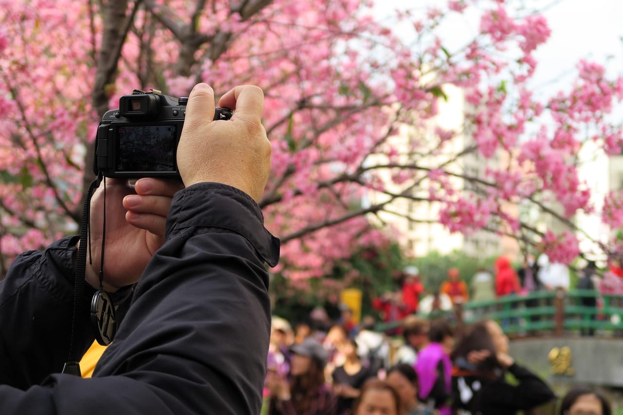 The park on the busiest blossom weekend. We filmed on the Tuesday before, when it was quiet.