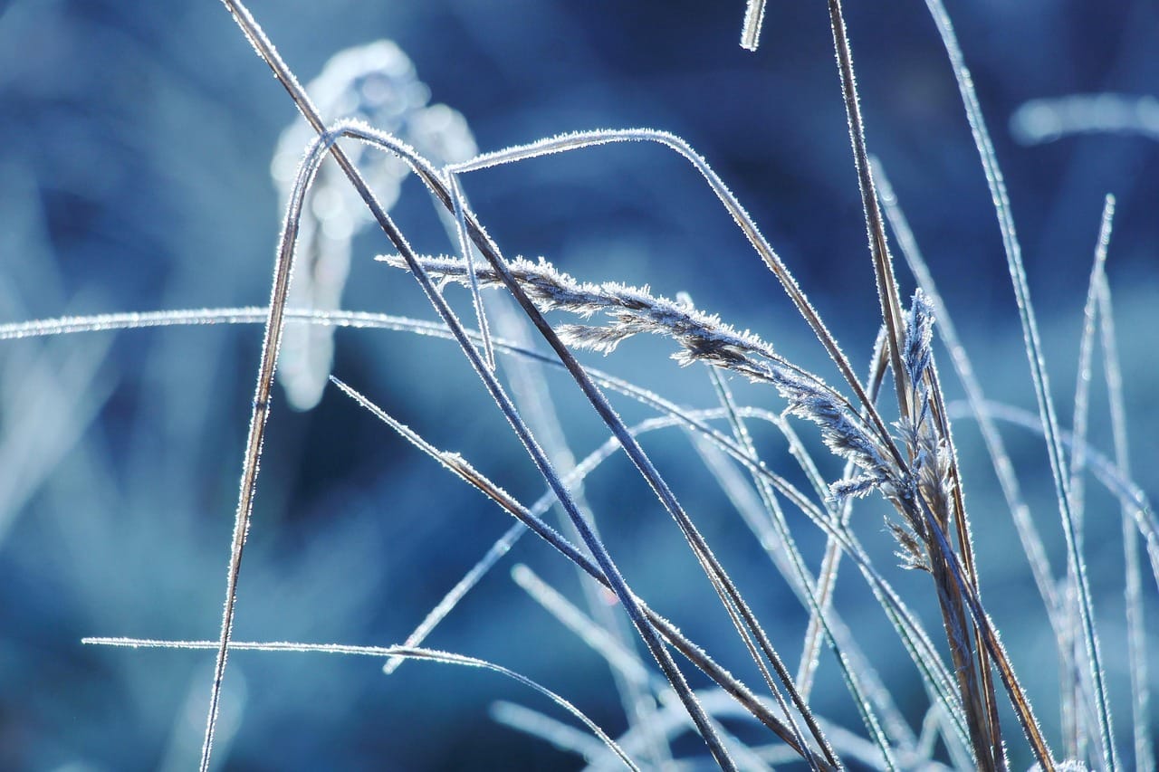 Frost on everything, after an hour outside at minus fifteen.