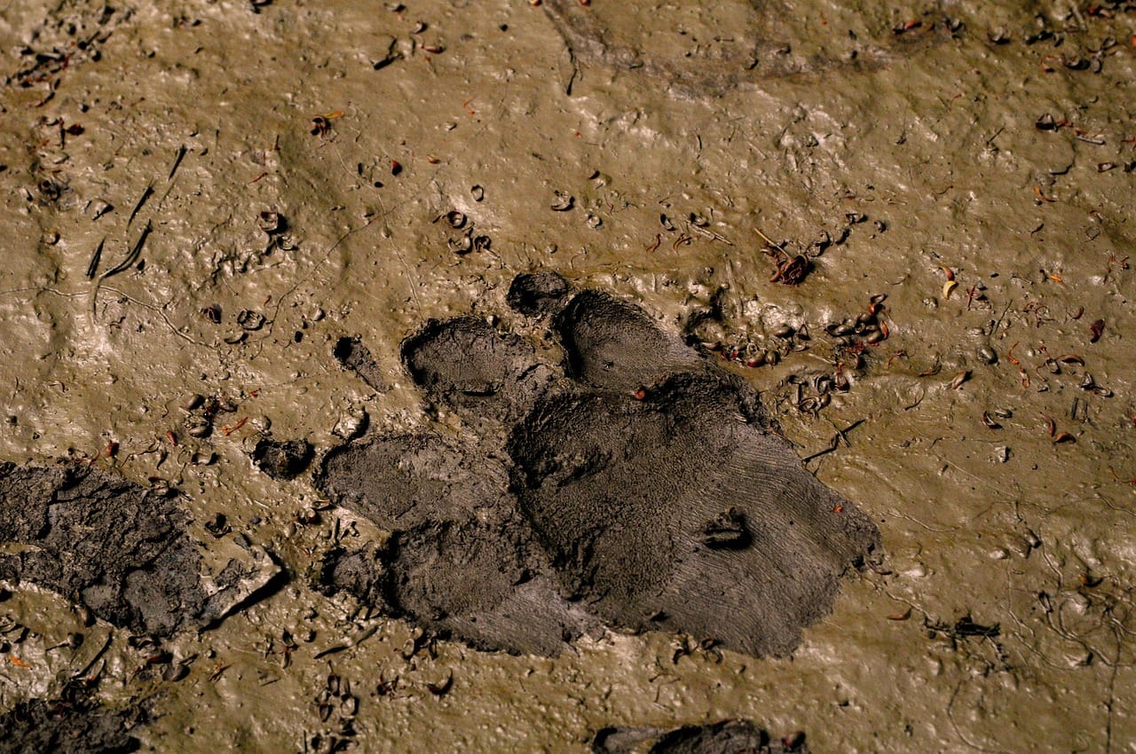 Fresh tracks in the mud, the afternoon before. The warden could tell they were less than a day old.