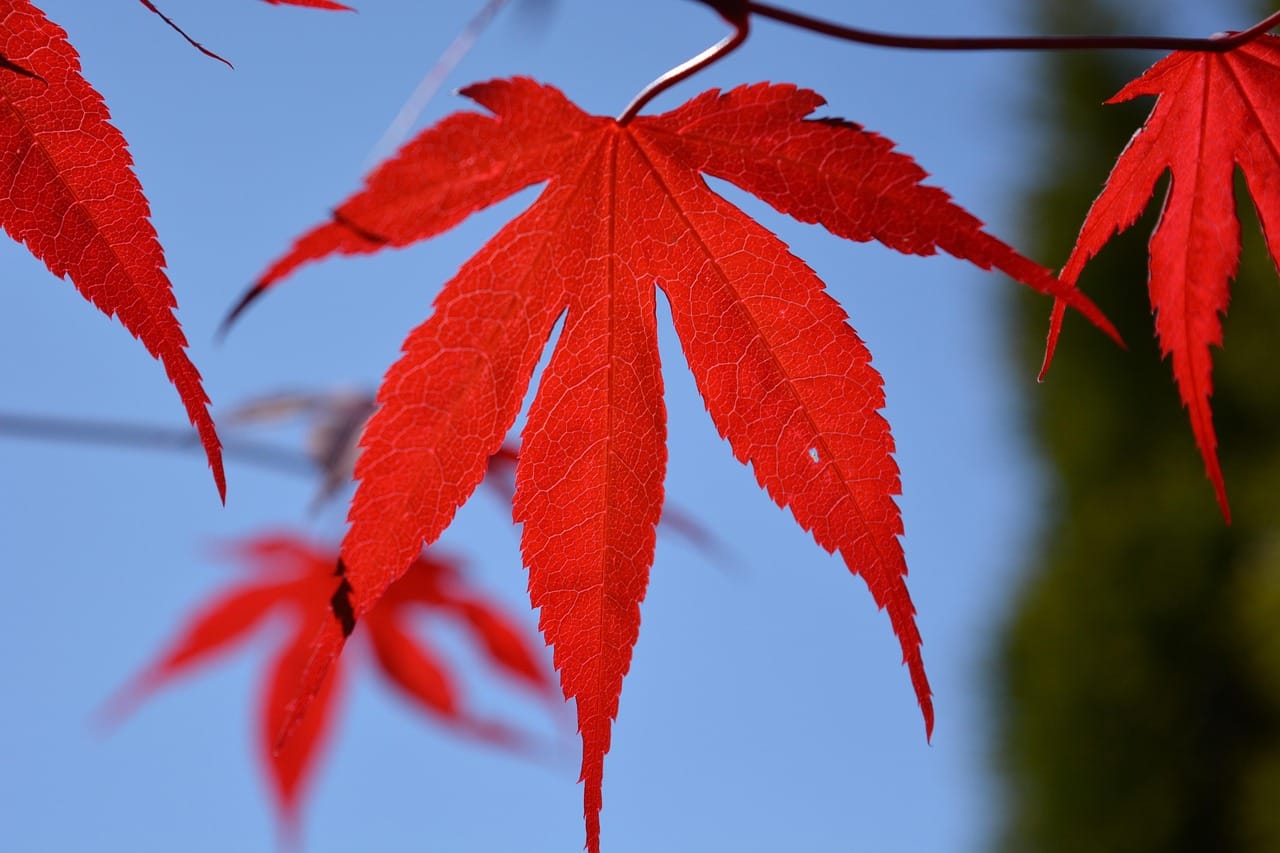 The maples turn red in the second week of November. A week later, most of the leaves have fallen.