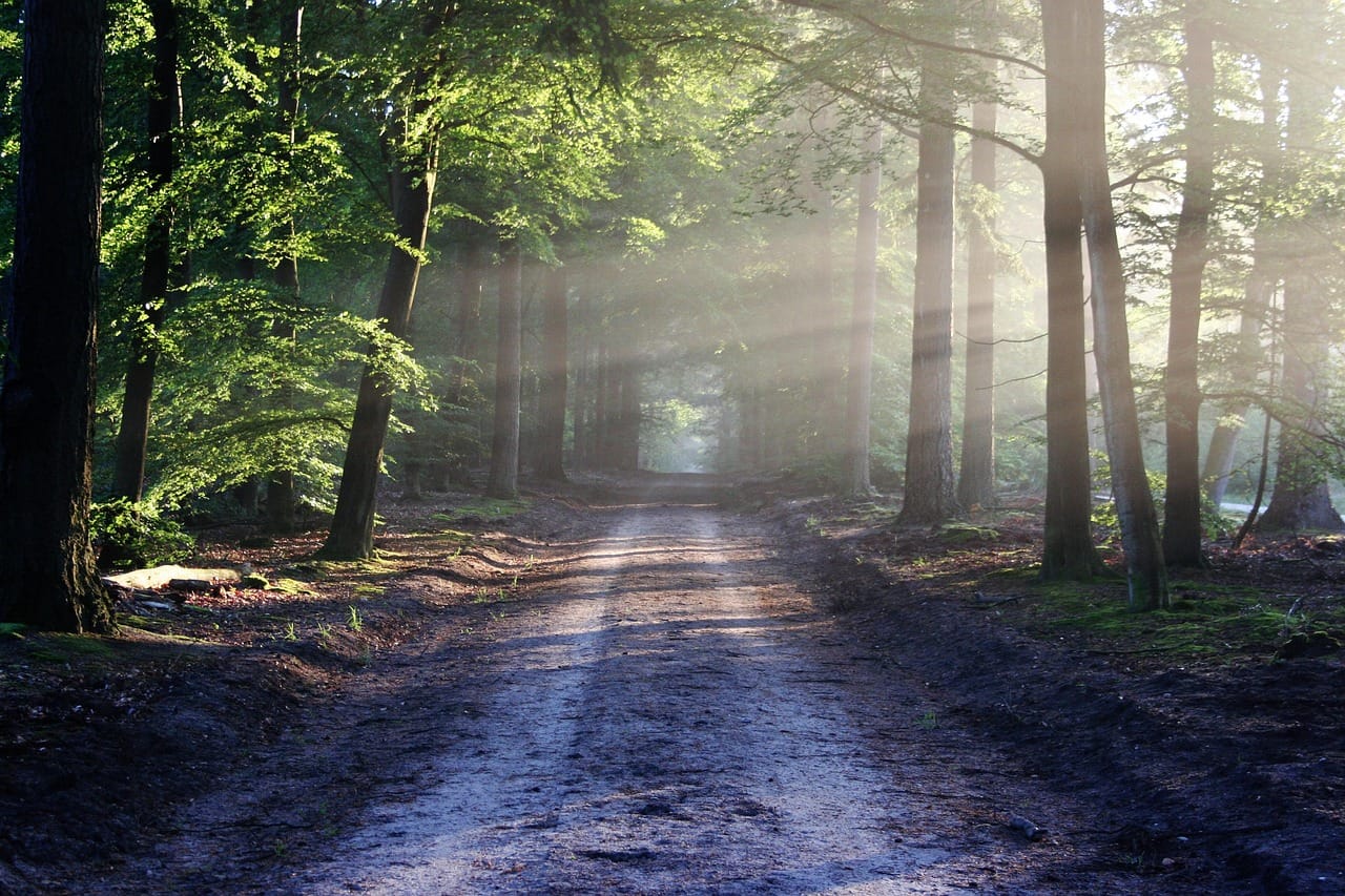 The path in, ten minutes before the light arrived. The smoke is just visible between the trunks.
