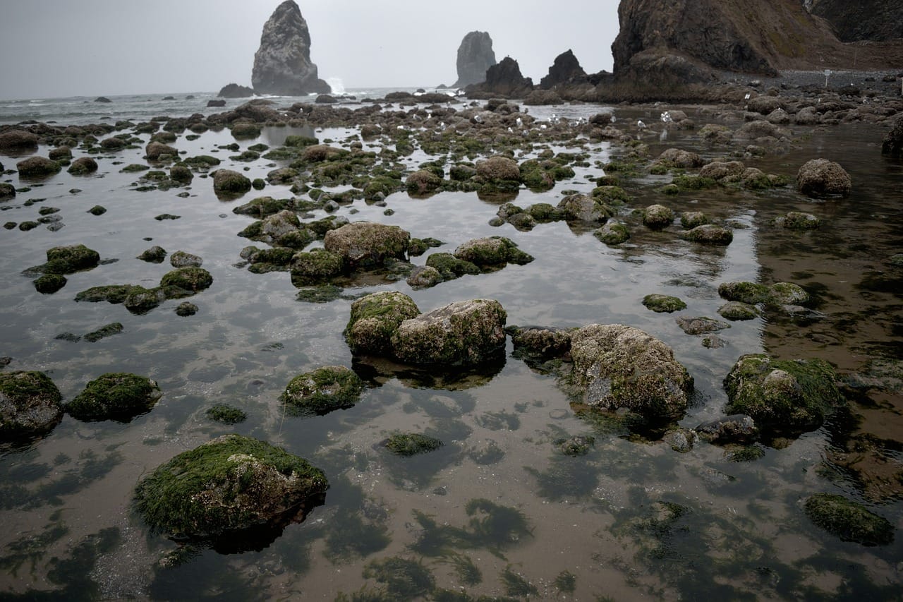 At low water the rock pools are full of life. Three hours later they are two metres under.
