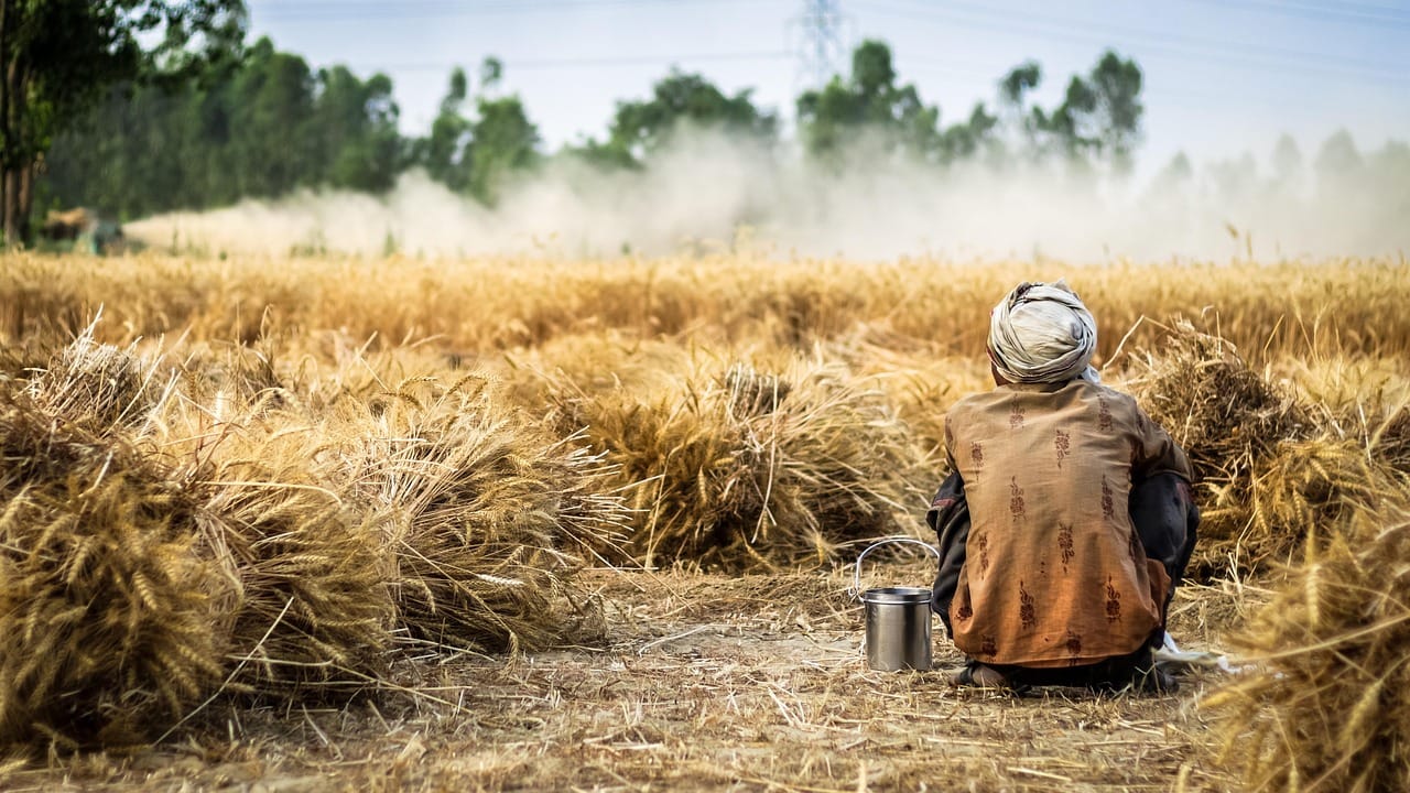 The farmer who let us film. He harvested the field four days later.