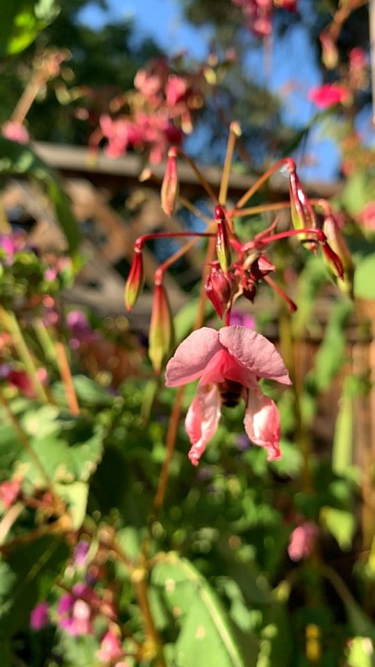 One bee, one flower