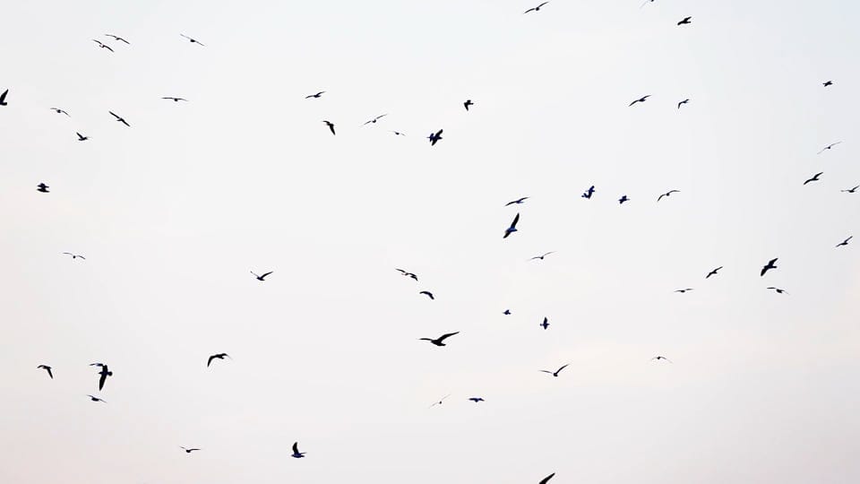 Birds heading south
