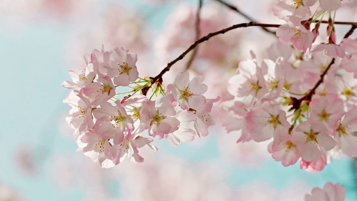 One branch of blossom
