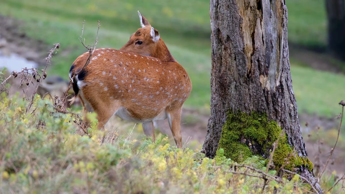 The deer at the edge of the wood