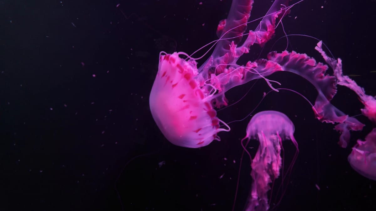 The jellyfish room