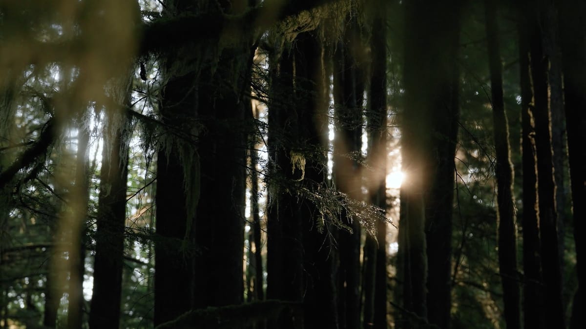 Light through the pines