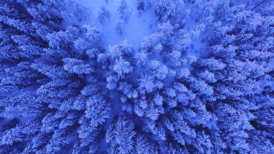 The frozen forest from above