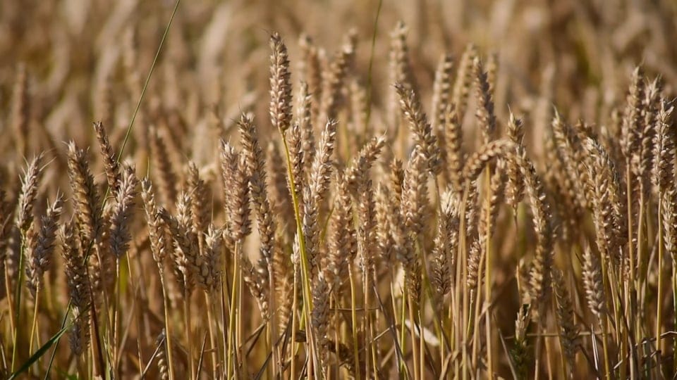 Wind in the wheat